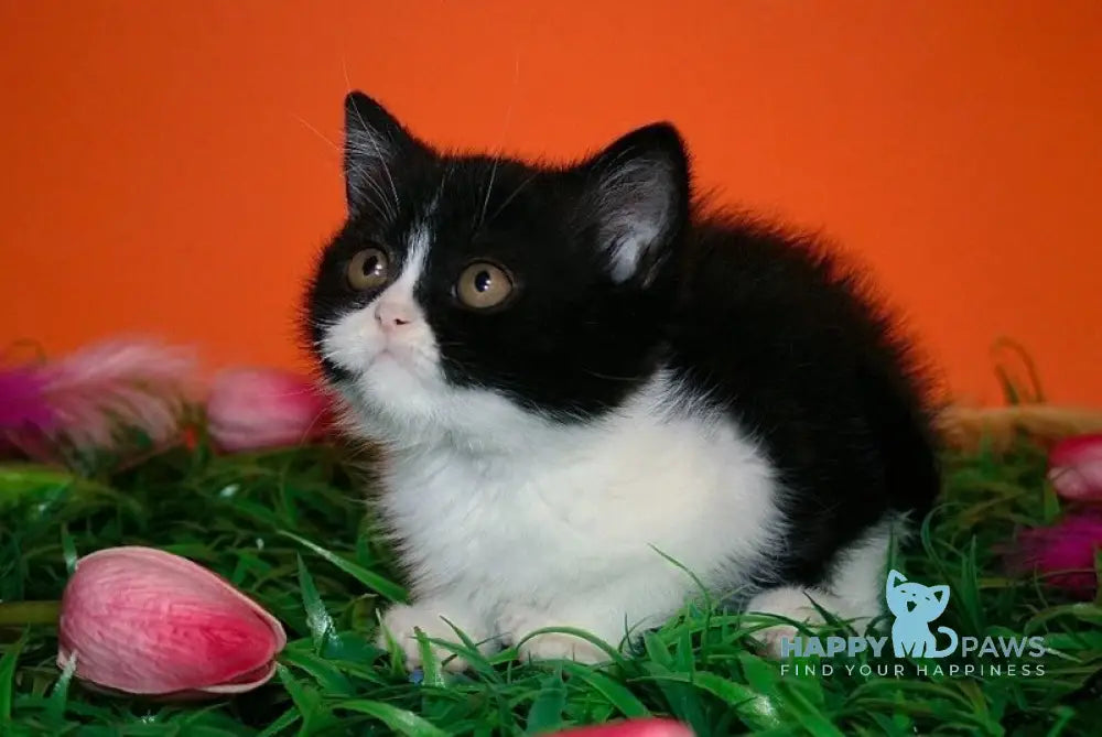 Gretel British Shorthair female black bicolour live animals