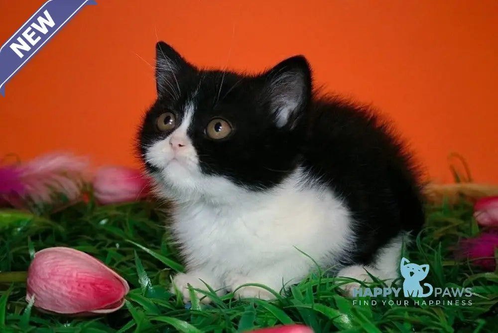 Gretel British Shorthair female black bicolour live animals