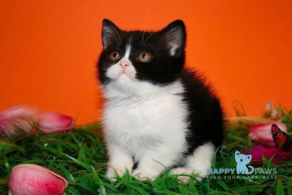 Gretel British Shorthair female black bicolour live animals