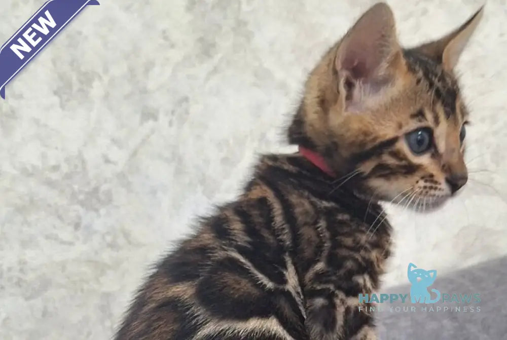 Grey Bengal male black spotted tabby live animals