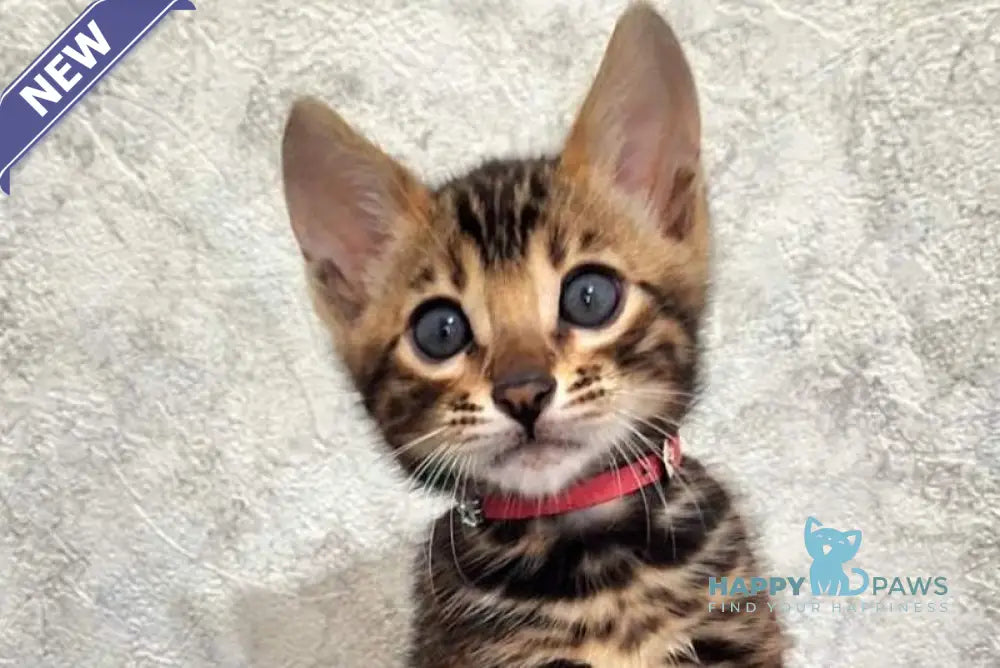 Grey Bengal male black spotted tabby live animals