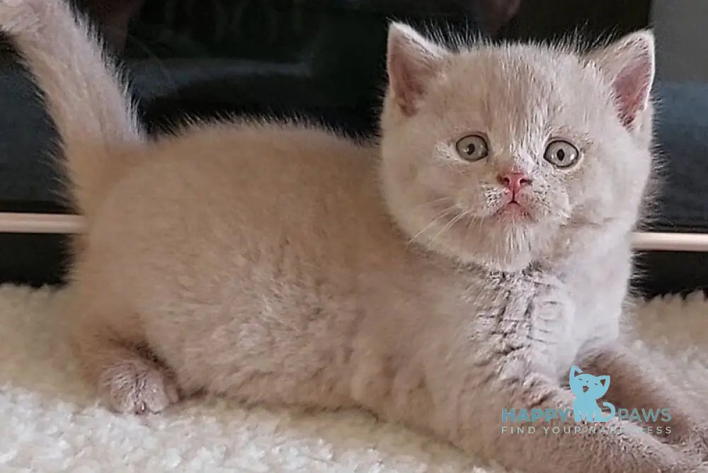 Grey British Longhair male fawn - live animals