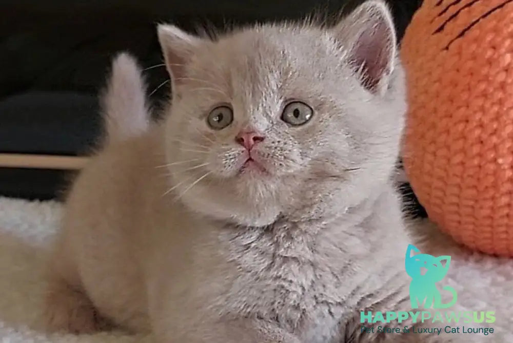 Grey British Longhair male fawn - live animals