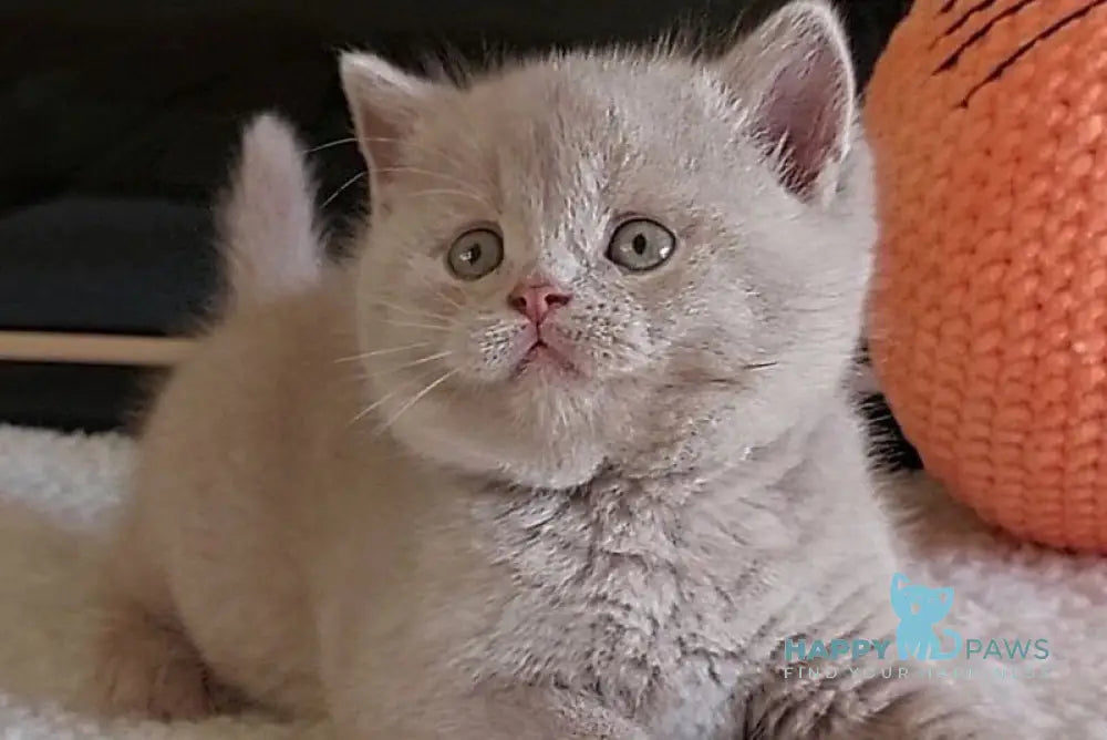 Grey British Longhair male fawn - live animals