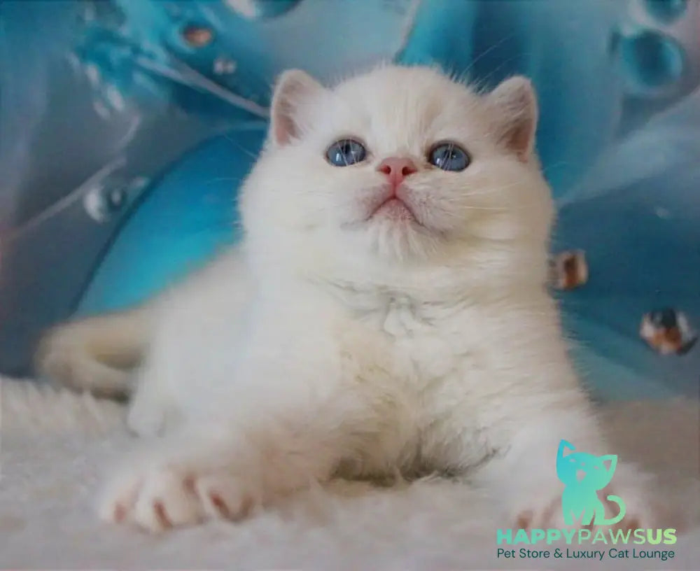 Grey British Shorthair male blue golden chinchilla - live animals