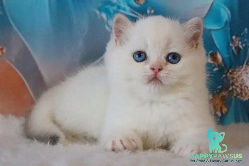 Grey British Shorthair male blue golden chinchilla - live animals