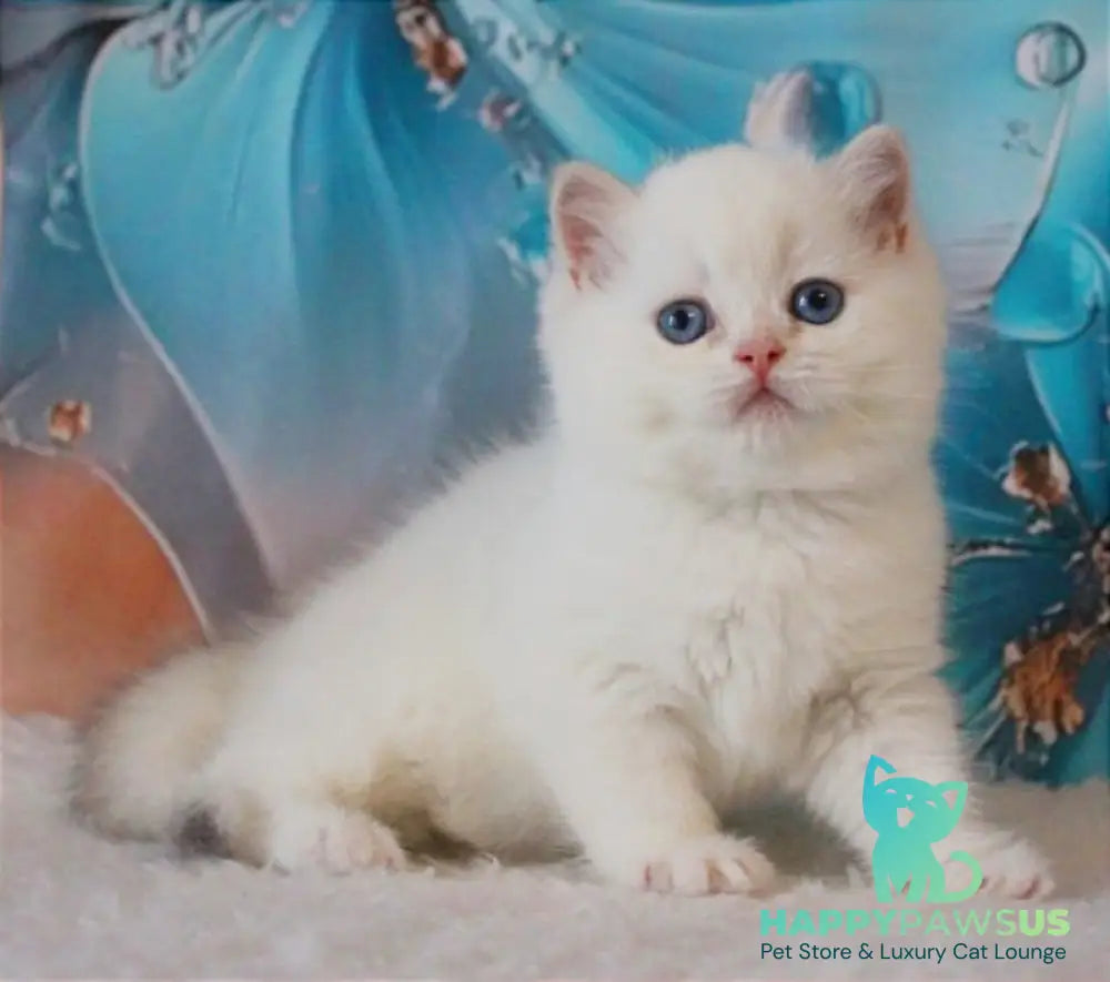 Grey British Shorthair male blue golden chinchilla - live animals