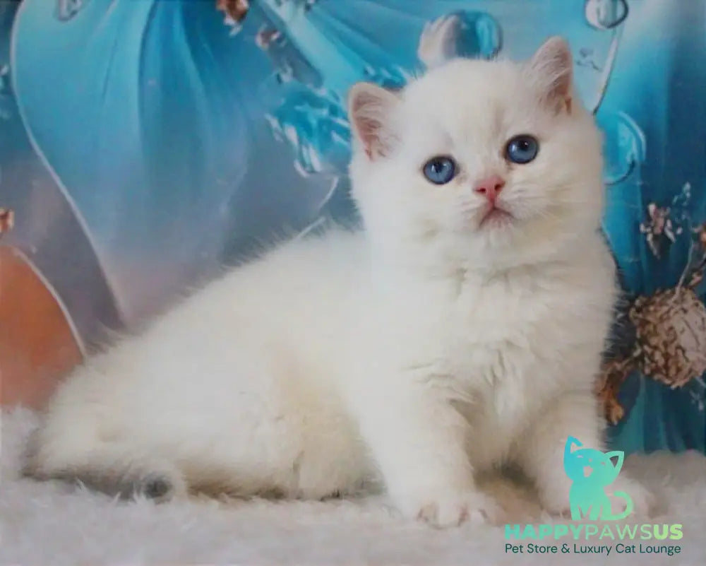 Grey British Shorthair male blue golden chinchilla - live animals