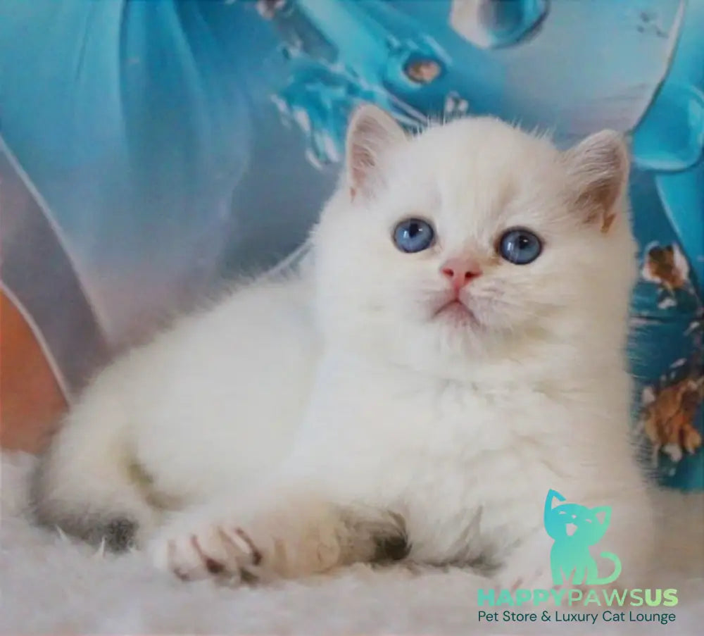 Grey British Shorthair male blue golden chinchilla - live animals