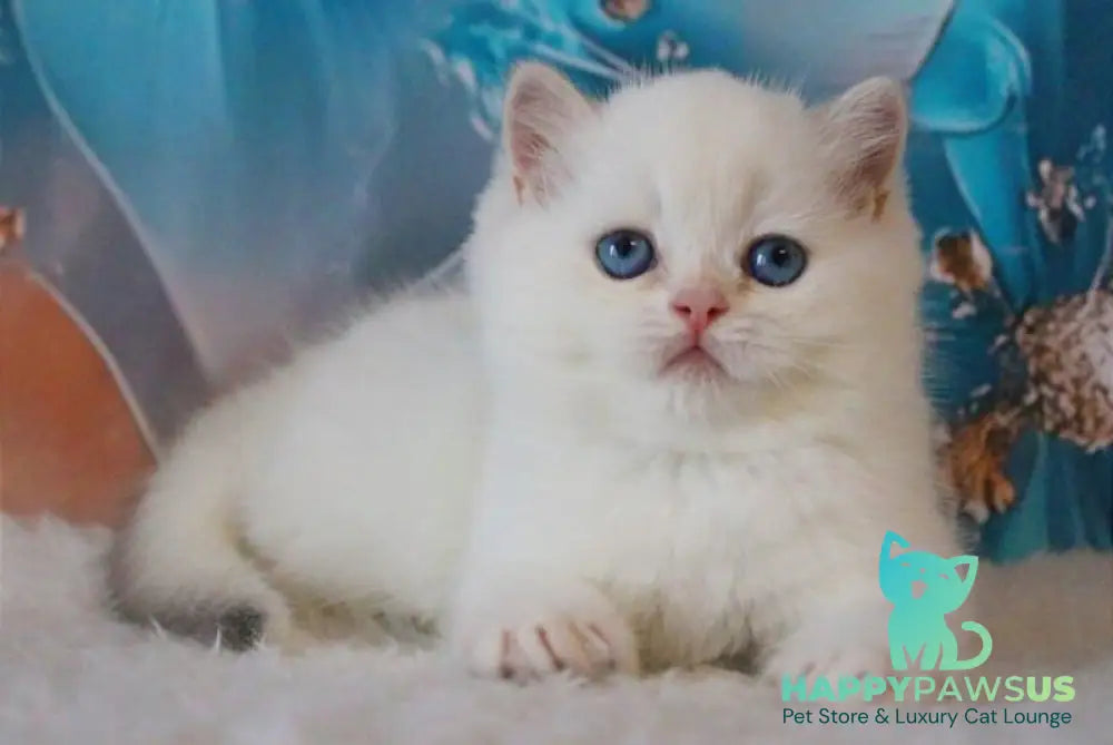 Grey British Shorthair male blue golden chinchilla - live animals