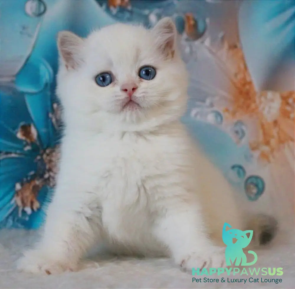 Grey British Shorthair male blue golden chinchilla - live animals