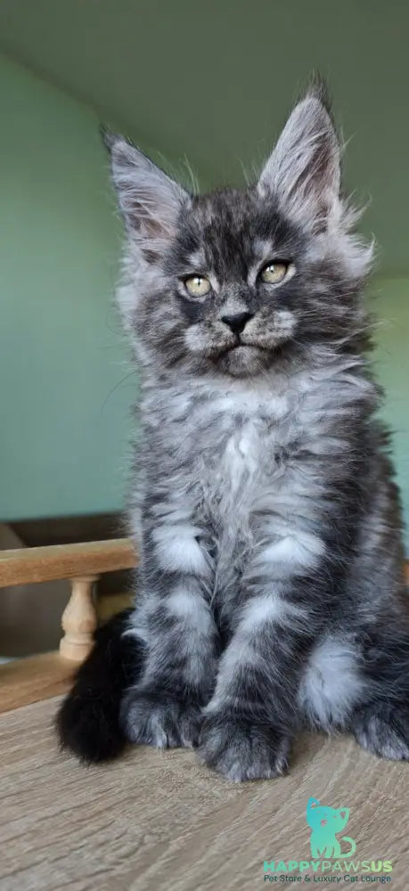 Grey Maine Coon male black - live animals
