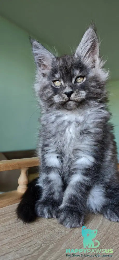 Grey Maine Coon male black - live animals