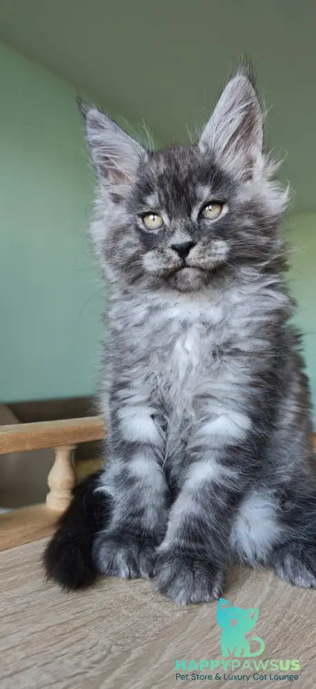 Grey Maine Coon male black - live animals