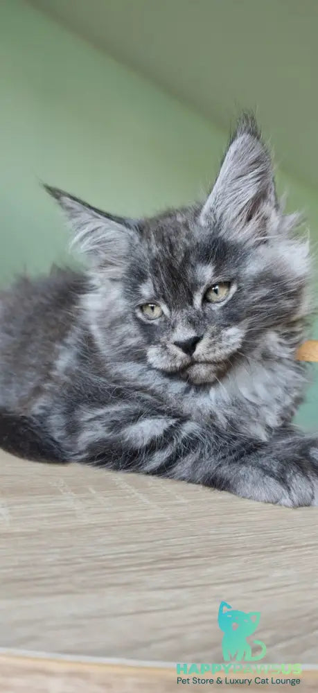 Grey Maine Coon male black - live animals