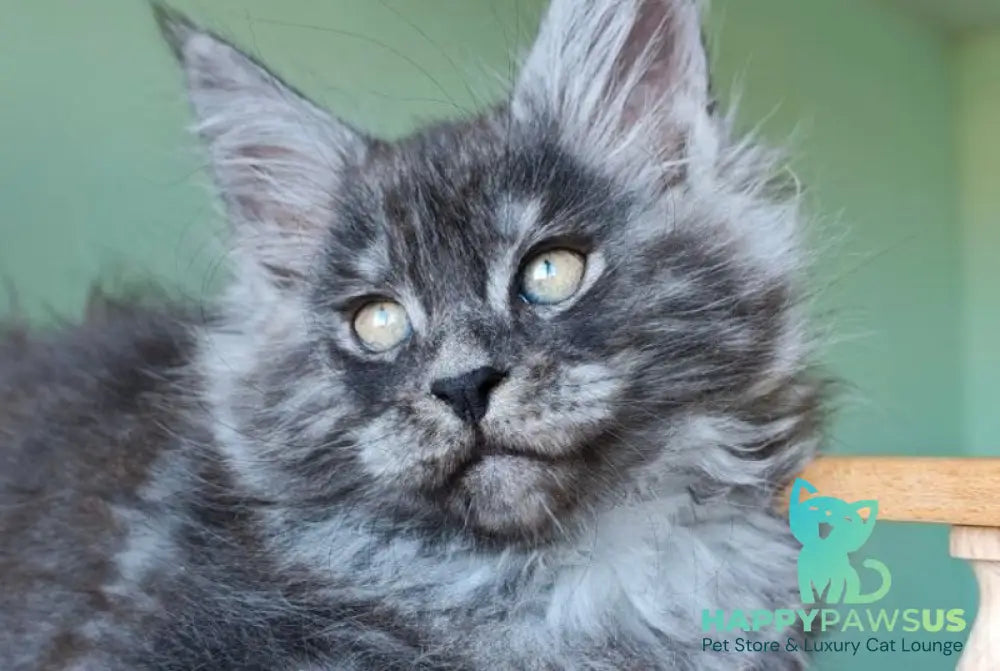 Grey Maine Coon male black - live animals