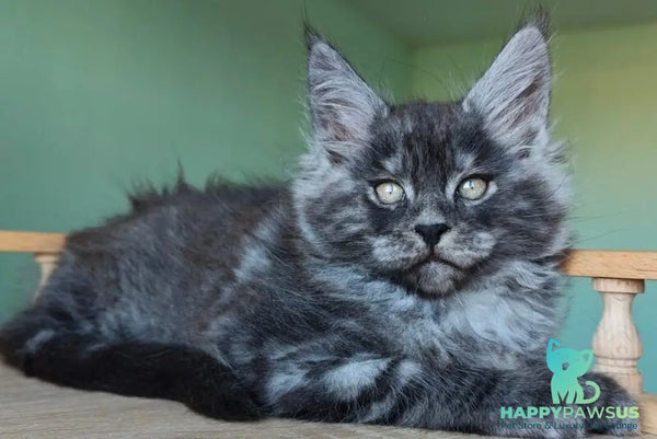 Grey Maine Coon male black - live animals