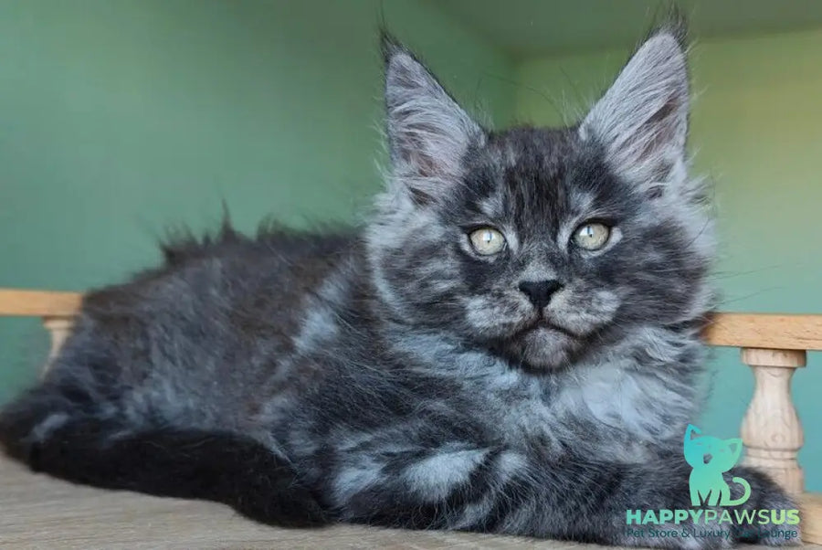 Grey Maine Coon male black - live animals