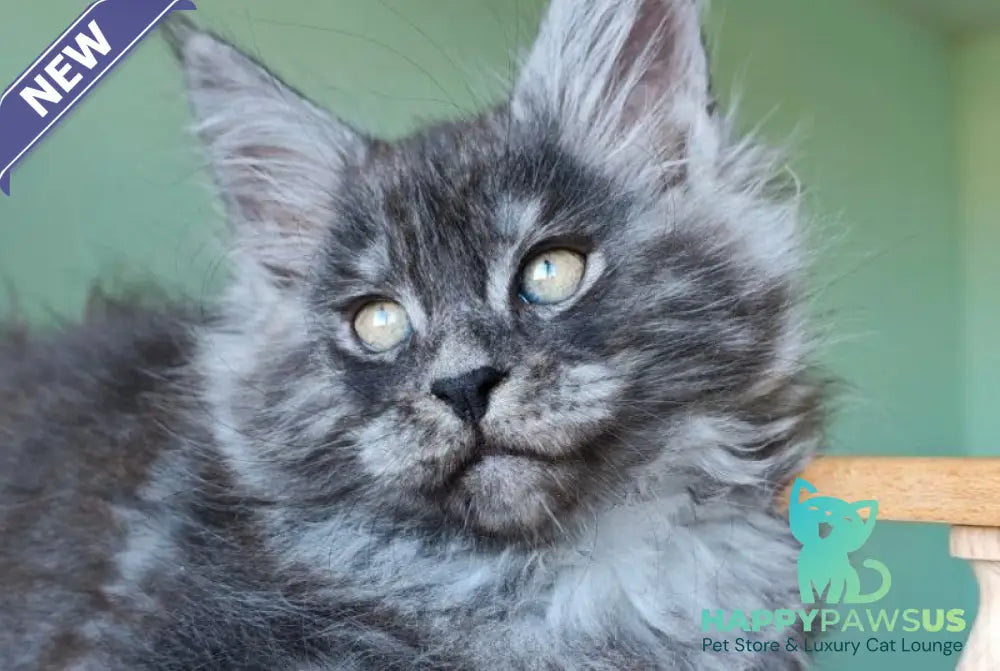 Grey Maine Coon male black - live animals