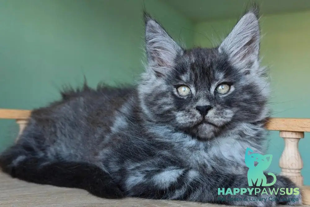 Grey Maine Coon male black - live animals