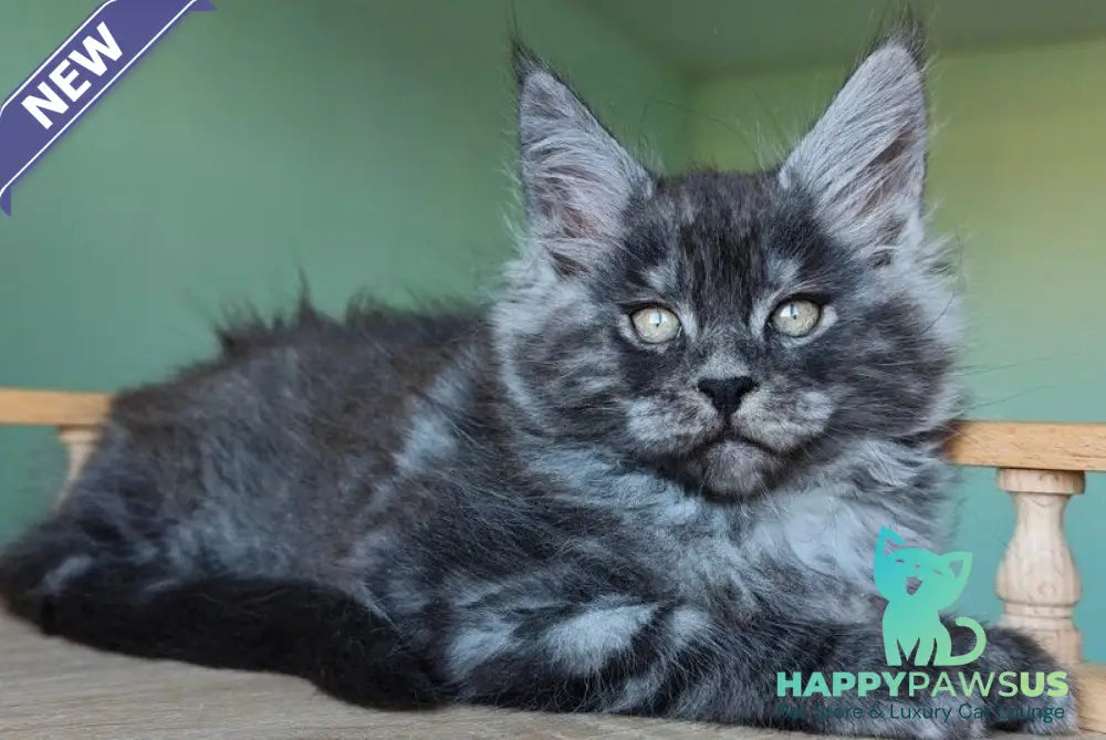 Grey Maine Coon male black - live animals