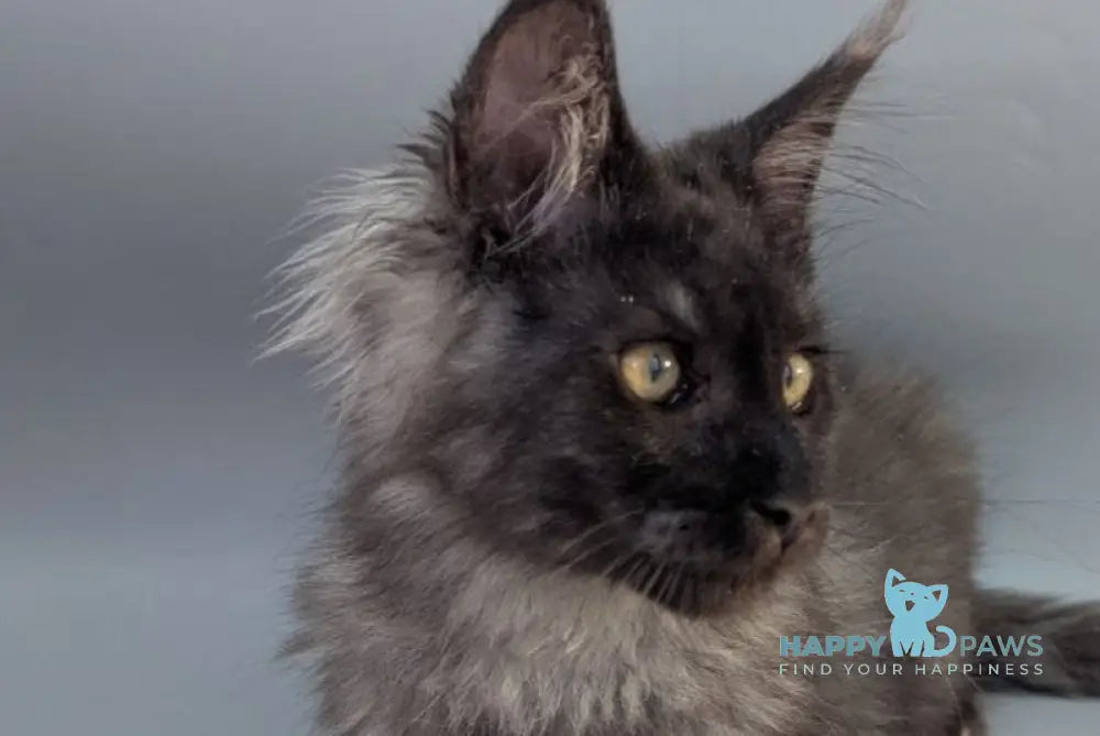 Grey Maine Coon male black silver - live animals