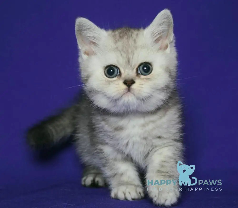 Grey Scottish Straight male black silver spotted tabby live animals