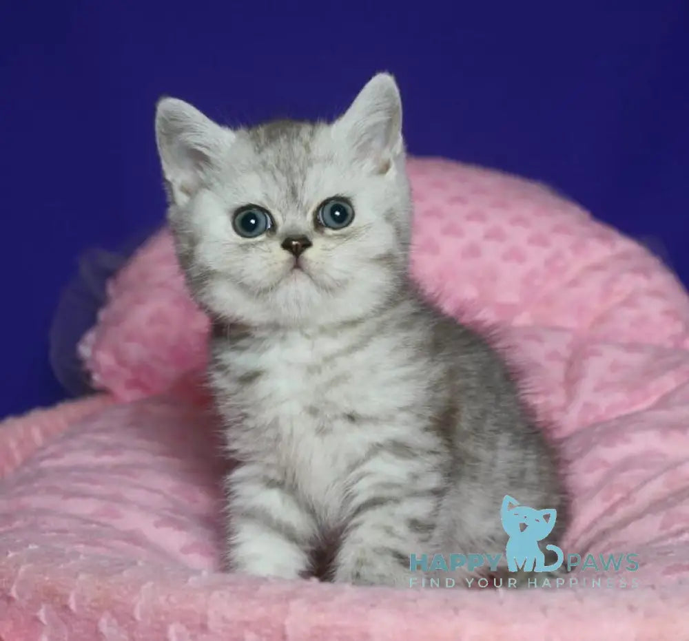 Grey Scottish Straight male black silver spotted tabby live animals