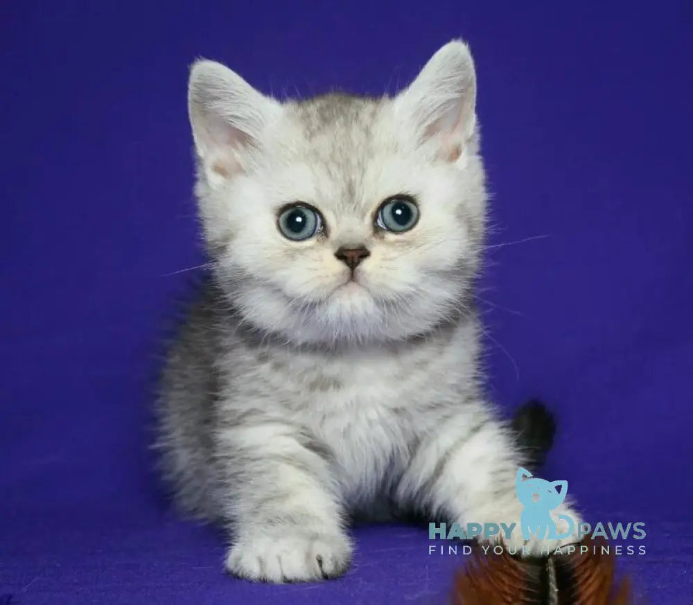 Grey Scottish Straight male black silver spotted tabby live animals