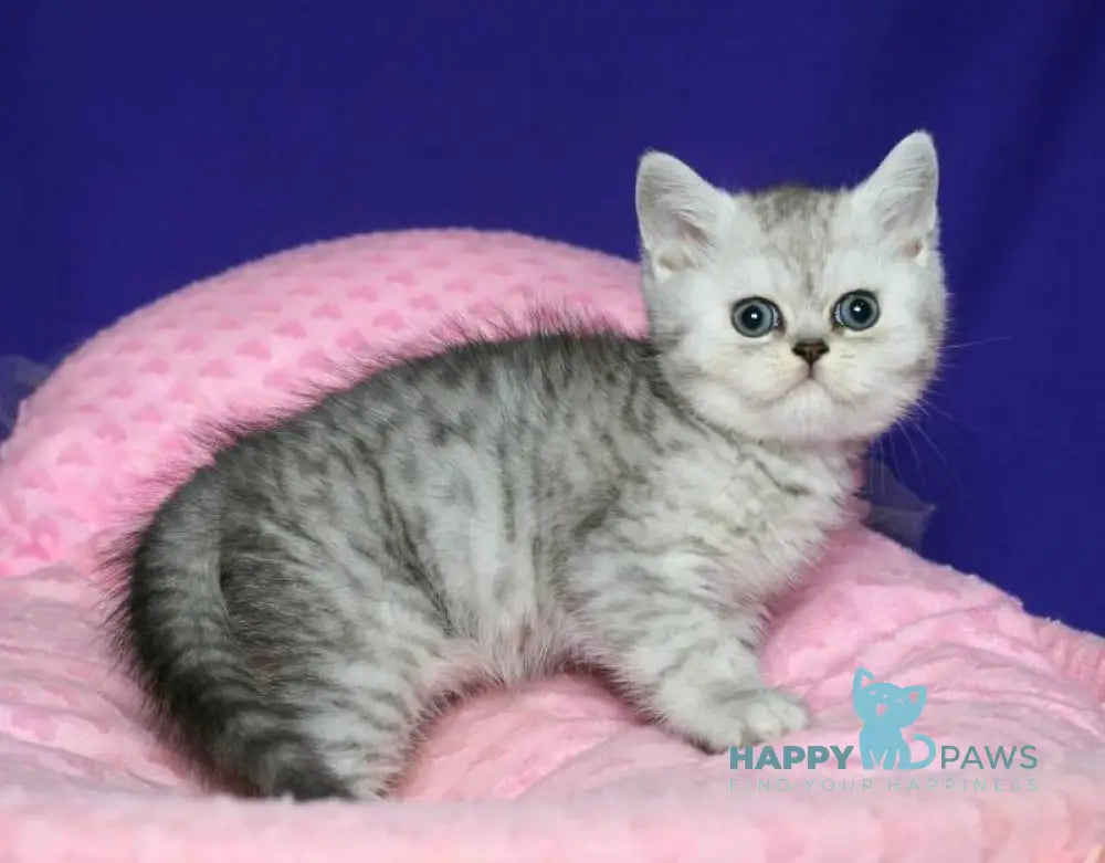 Grey Scottish Straight male black silver spotted tabby live animals