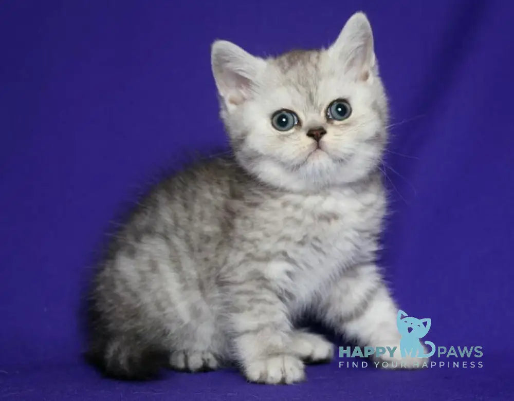 Grey Scottish Straight male black silver spotted tabby live animals