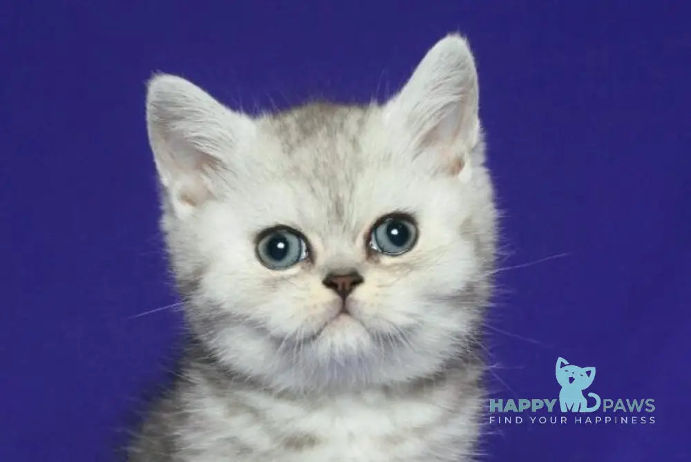 Grey Scottish Straight male black silver spotted tabby live animals