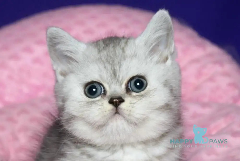 Grey Scottish Straight male black silver spotted tabby live animals