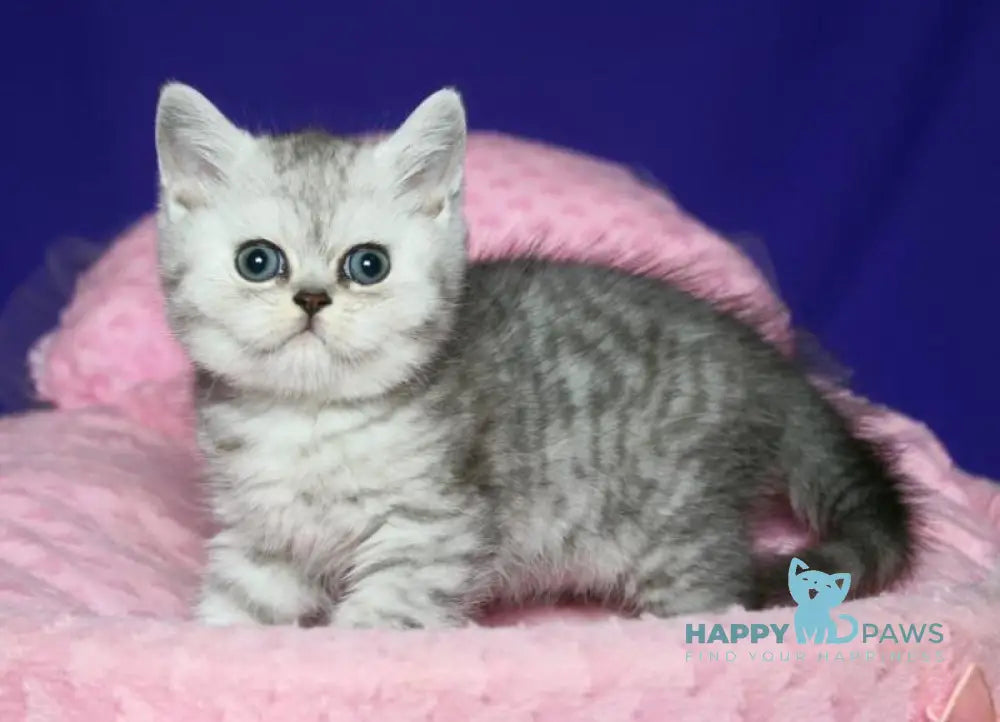 Grey Scottish Straight male black silver spotted tabby live animals