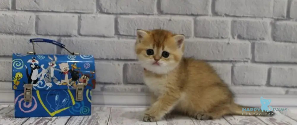 Grey’s Scottish Straight female black golden ticked tabby live animals