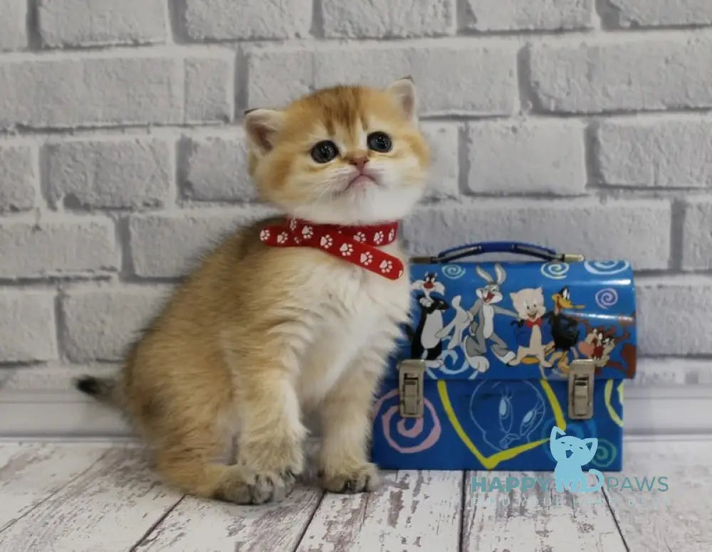 Grey’s Scottish Straight female black golden ticked tabby live animals