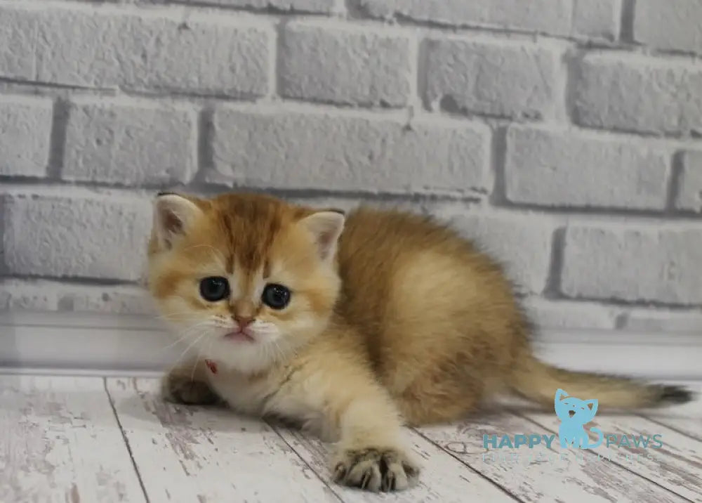 Grey’s Scottish Straight female black golden ticked tabby live animals