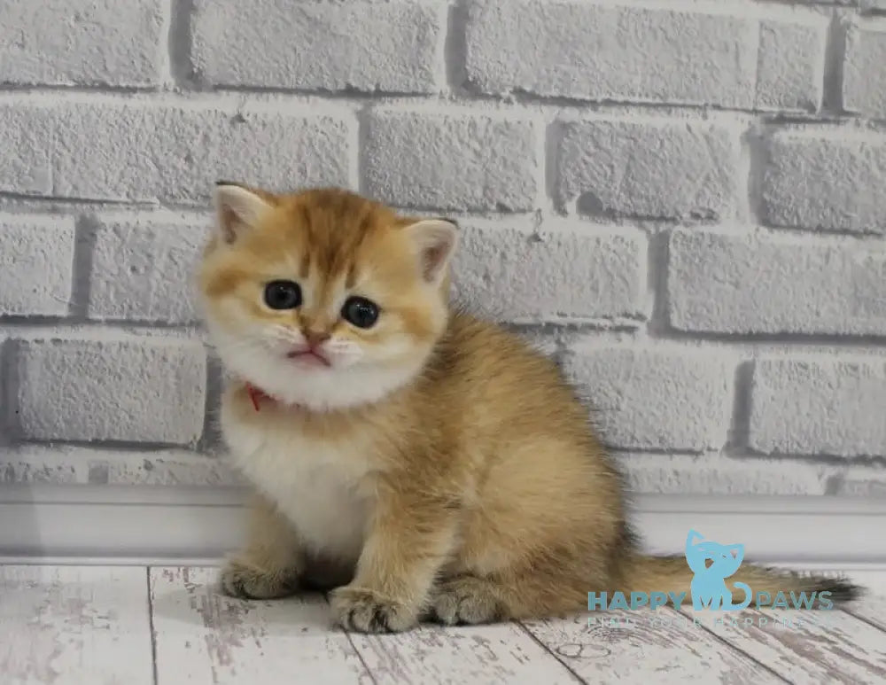 Grey’s Scottish Straight female black golden ticked tabby live animals