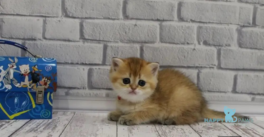 Grey’s Scottish Straight female black golden ticked tabby live animals