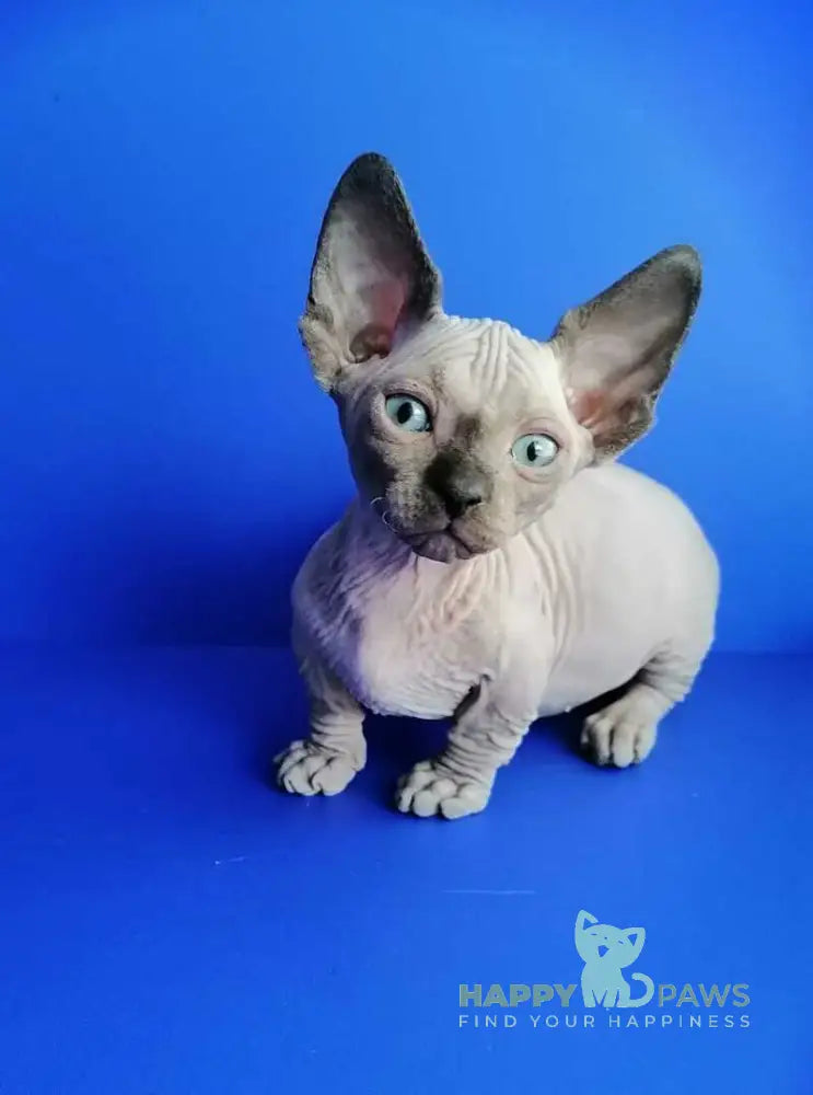 Gricha Bambino male blue pointed live animals