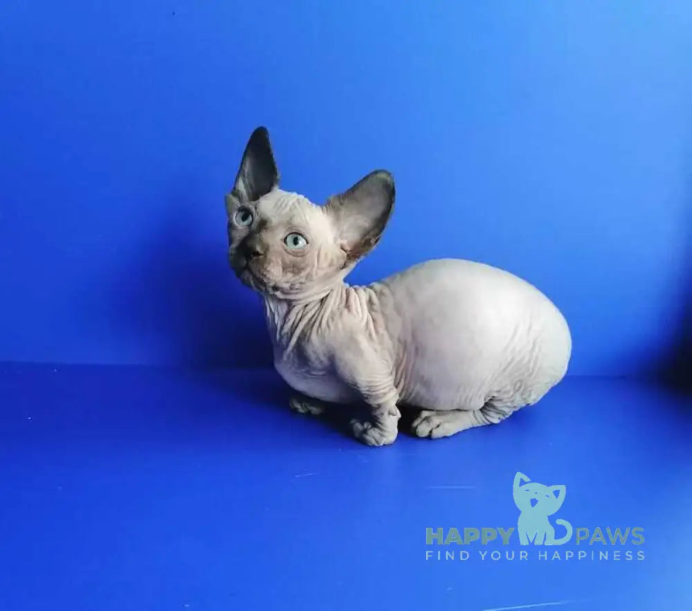 Gricha Bambino male blue pointed live animals