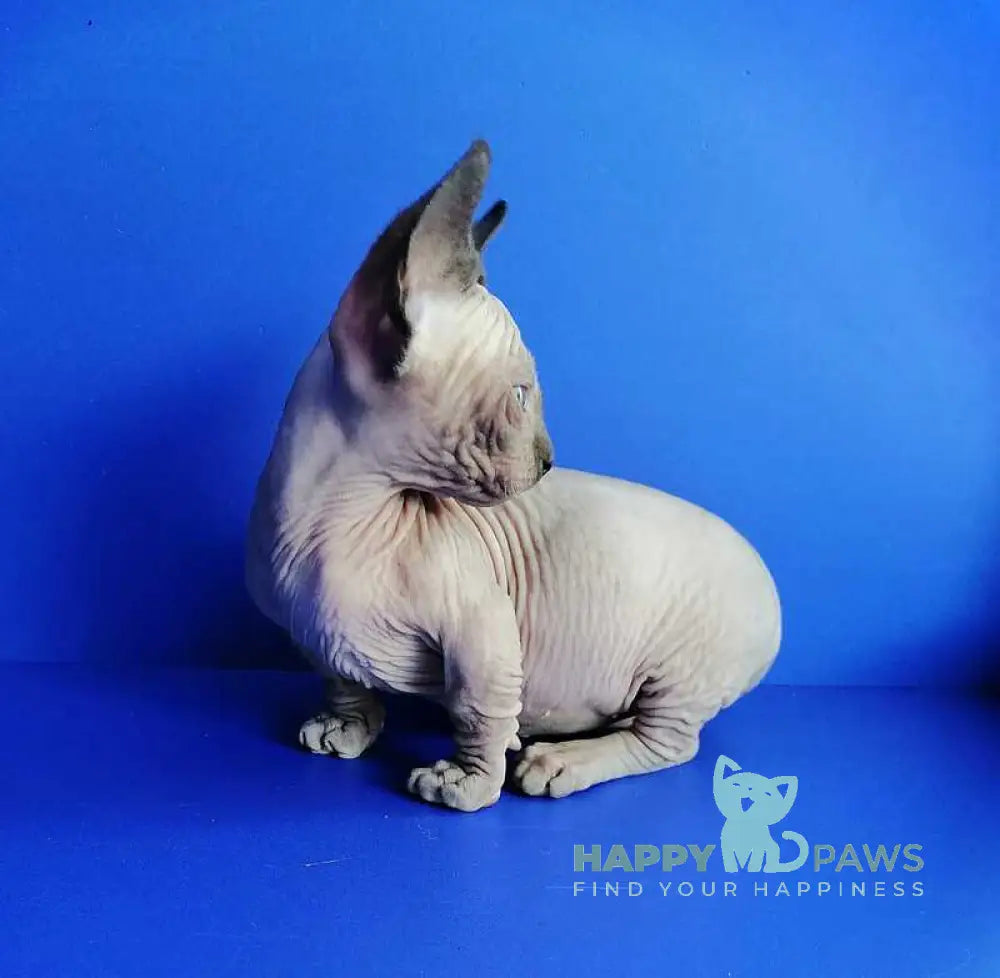 Gricha Bambino male blue pointed live animals