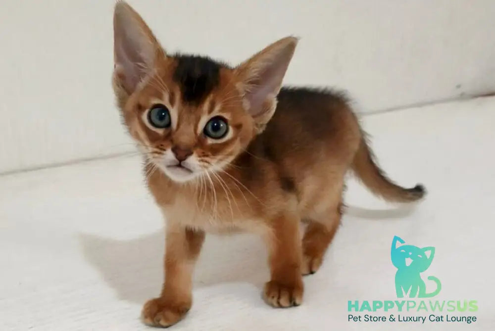 Griffin Abyssinian male ruddy - live animals