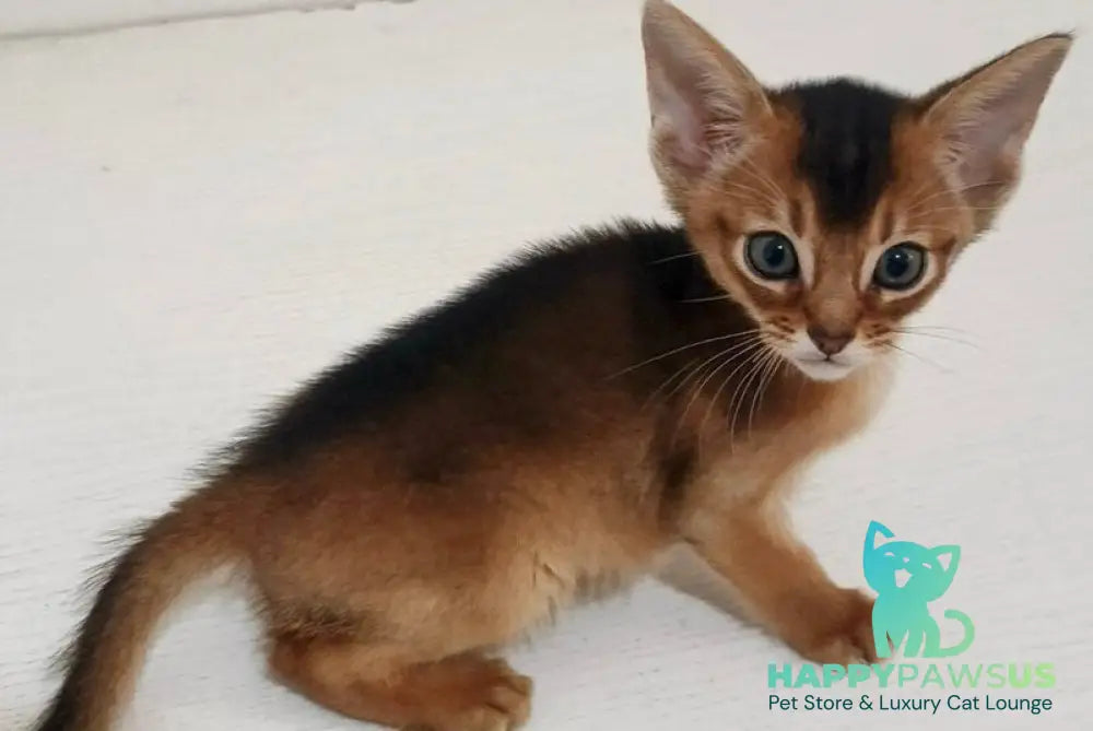 Griffin Abyssinian male ruddy - live animals
