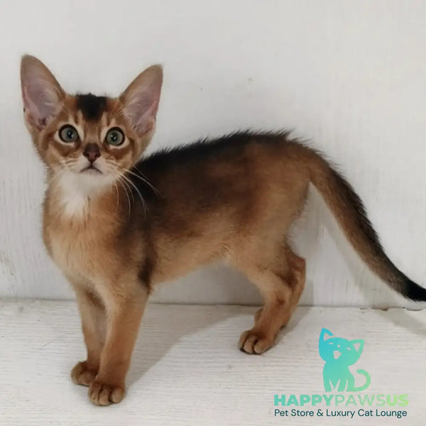 Griffin Abyssinian male ruddy - live animals