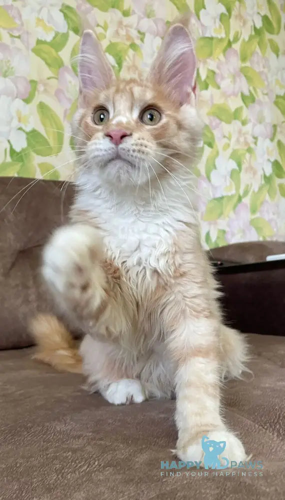 Grom Maine Coon male red silver tabby with white live animals