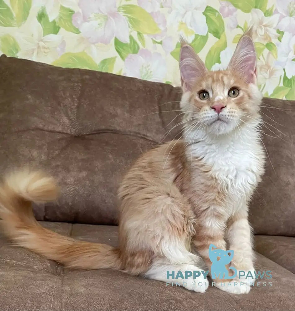 Grom Maine Coon male red silver tabby with white live animals