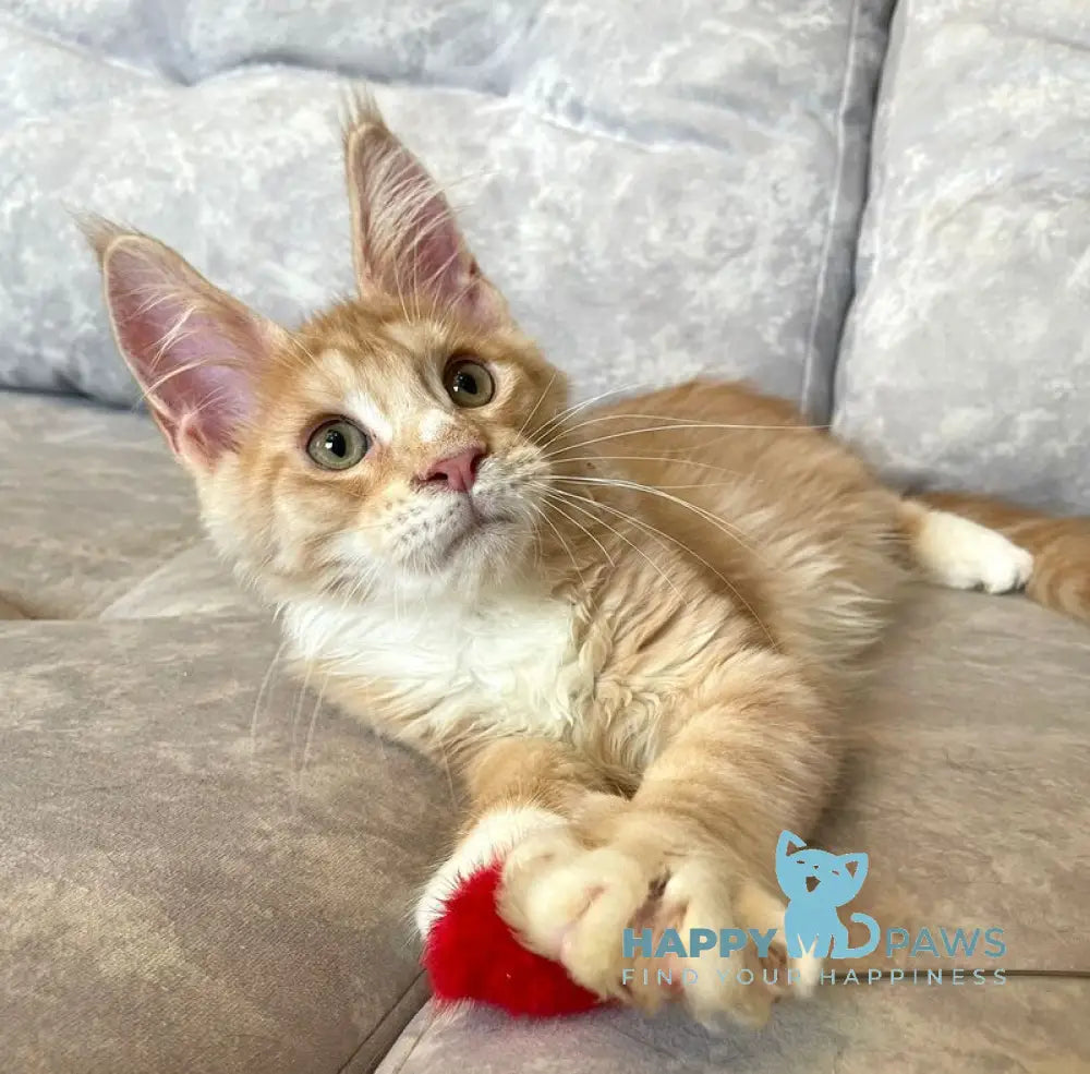 Grom Maine Coon female red silver tabby with white live animals