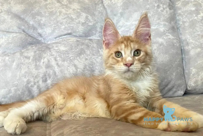 Grom Maine Coon female red silver tabby with white live animals