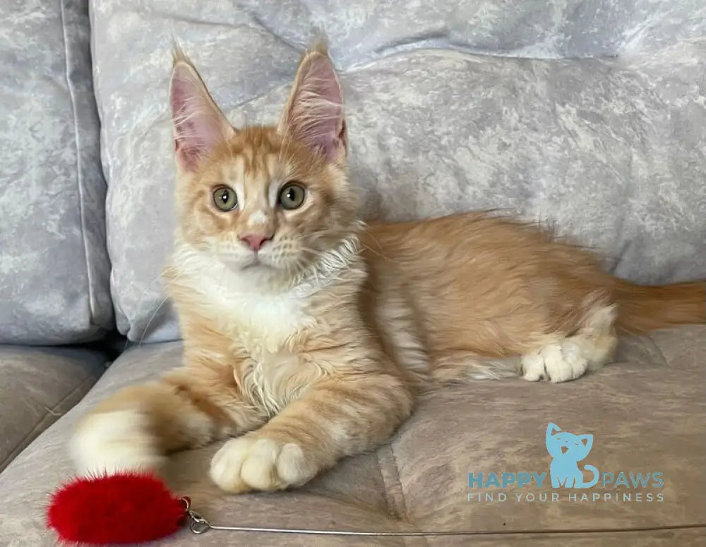 Grom Maine Coon female red silver tabby with white live animals